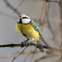 Мечтательная синичка :: Сергей Брюшинин