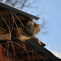 Домовёнок :: Вадим 