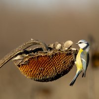 *** :: Валерий Черняк