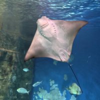 Скат :: <<< Наташа >>>