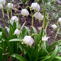 Белоцветник :: Сапсан 