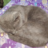 Дымок :: Наталья (ShadeNataly) Мельник