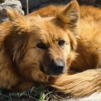 Немецкая пастушья собака :: Мариша Тим