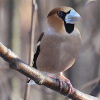 Дубонос :: Лина 