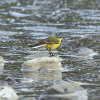 желтая трясогузка :: юрий макаров