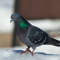 *** :: Андрей Андрианов