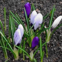 Крокусы :: Рита Симонова