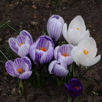 Крокусы :: Рита Симонова