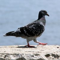 С левой лапы Шаго-о-ом марш! :: Сергей Сомихин