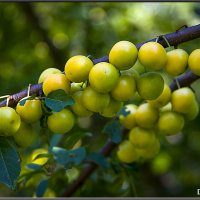 ВЕТКА АЛЫЧИ. :: Александр Дмитриев