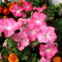 Цветы лета :: Елена Семигина