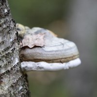 Змей в засаде :: Сергей Сомихин