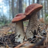 Милая находка... :: Ирина *