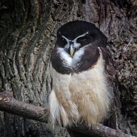 Очковая неотропическая сова :: Андроник Александр