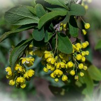 барбарис :: Aleksandr .