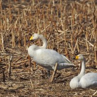 прилетели журавли и лебедь-кликун :: ИННА ПОРОХОВА