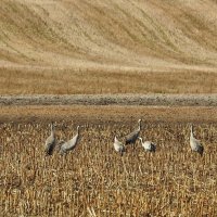 прилетели журавли и лебедь-кликун :: ИННА ПОРОХОВА