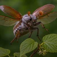 Майский жук в полёте :: Aleksey Afonin