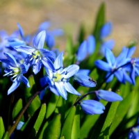 Вылезайте, муравьи, после зимней стужи! :: Татьяна Лютаева