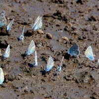 Жажда замучила. :: nadyasilyuk Вознюк