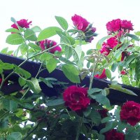 Розы :: Freddy 97