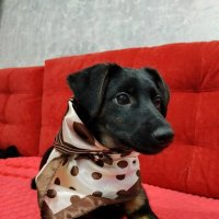 *** :: Андрей Л. В.