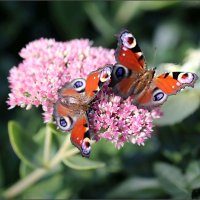 Парочка :: ZNatasha -