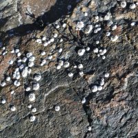 Колонии балянусов :: Ольга 