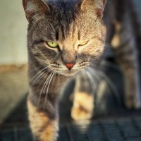 Хищник :: Larisa Kuznetsova