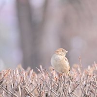 *** :: Владислав Левашов