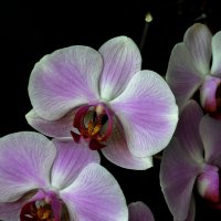 Орхидея :: Мишель71 