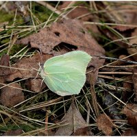 Первый вылет :: Aleksandr Gal