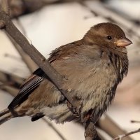 Passer :: Олегъ Петрович