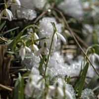 Первые :: sorovey Sol Первые :: sorovey Sol