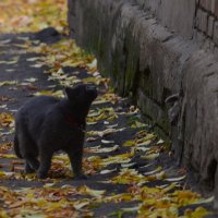 Гуляет :: Savayr