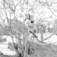 Мечты о ч/б лейке 73. :: Михаил Елочкин