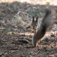Утренняя гимнастика. :: Виктор Евстратов
