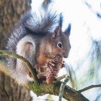 Добыча. :: Виктор Евстратов