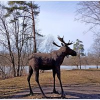 Гатчинский Лосилий ☺ :: Лия ☼