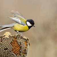 *** :: Валерий Черняк