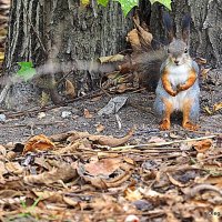 снимай скорей фотограф :: Олег Лукьянов