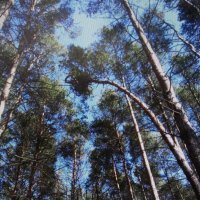 Уходящие в высь :: Людмила Смородинская