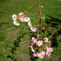 Весна :: Роман Савоцкий