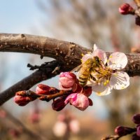 Абрикос рождается :: Валерий Ткаченко