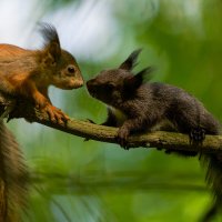 Беличьи нежности :: Виктория