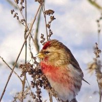 чечётка :: gawrilа - dan