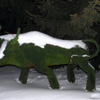 Бычок....племенной. :: nadyasilyuk Вознюк