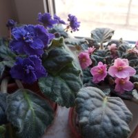 Мои фиалки :: Елена Семигина