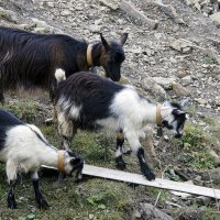 Ступай аккуратно! :: Alexandеr P