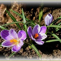 Первые крокусы ... :: Валентина Надсон